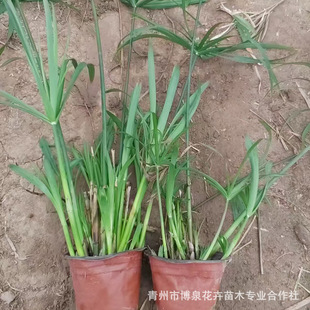���ش������l���~�J��׃�~�J��ˮ��ֲ�����~�J��ɻ��ʸ�