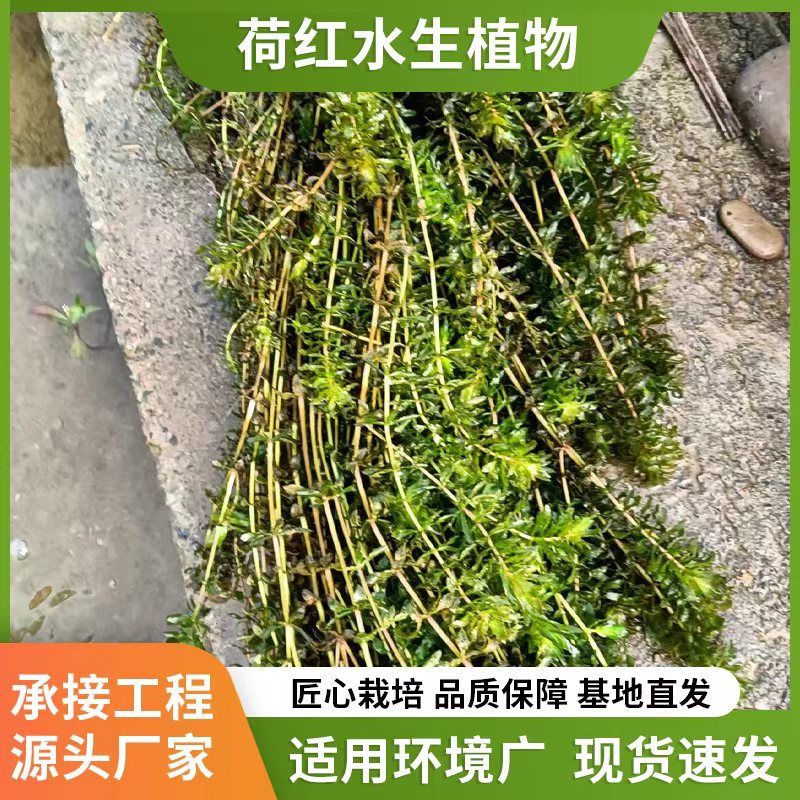 6cfe9e630d4e94fd6cfe7f200ba311