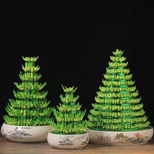 High and Rich Bamboo Pagoda Hydroponics Indoor Plants Potted Bamboo Transferring and Transferring Bamboo to Make Wealth and Rich Bamboo Baoling Moon