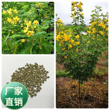 ���l��ľ�N���²� �S���� �𻨻��N�^�p���G����N�ӹ����o����Դ