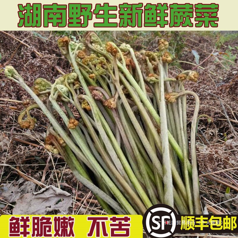 湖南现摘蕨菜5斤新鲜现摘野生拳头菜甜青蕨猫爪龙爪鲜3斤产地包邮