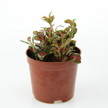 ΢���^����ֲ�� �쾰ֲ�� С����W�y�� �tɫ�W�y�� С�~�������l