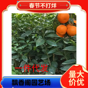 �������lɰ�ǽ��������o��ɰ������ɳ�ǽ��������箔��Y��