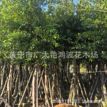 广东正宗小叶榕 细叶榕四季可种生命力强长根须 市工程绿化树苗木