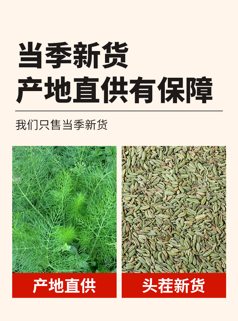 Fennel Seeds (Foeniculum vulgare) — Dried Food-Herb Spice for Culinary & Wellness Use quality and texture
