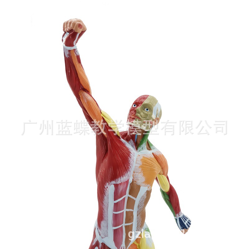 50CM�����˽��� ��������ģ��ҽѧ��ɫ����ȫ������ģ�� �˶��ṹ