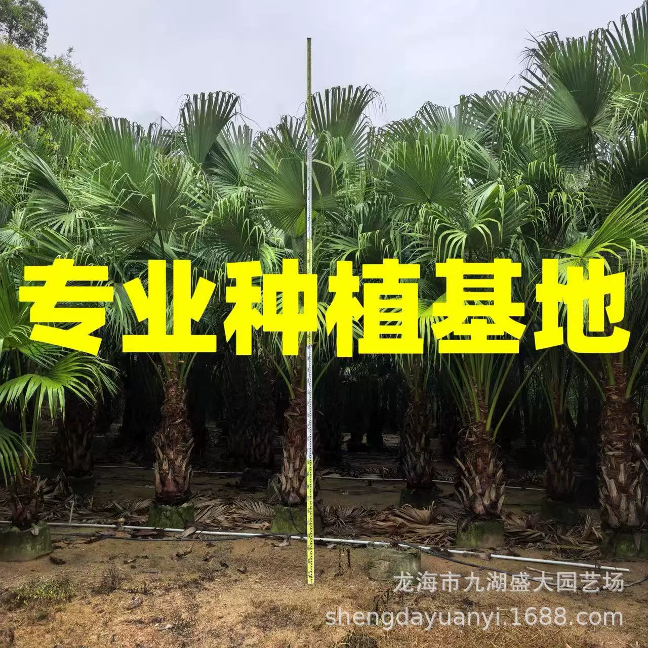 Оптовая база Fujian Pukui, поставки Jiangxi Pukui, предложения Sichuan Pukui, цены на деревья Zhejiang Pukui