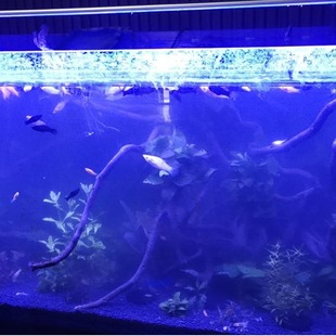 Aquarium blue fill light blue lamp aquarium bracket lamp seawater fill light