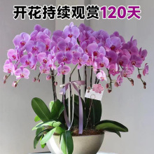 �����m���Ԏ������ﶬ�ͺ��m���������������ļ�����ֲ���҃Ȼ�