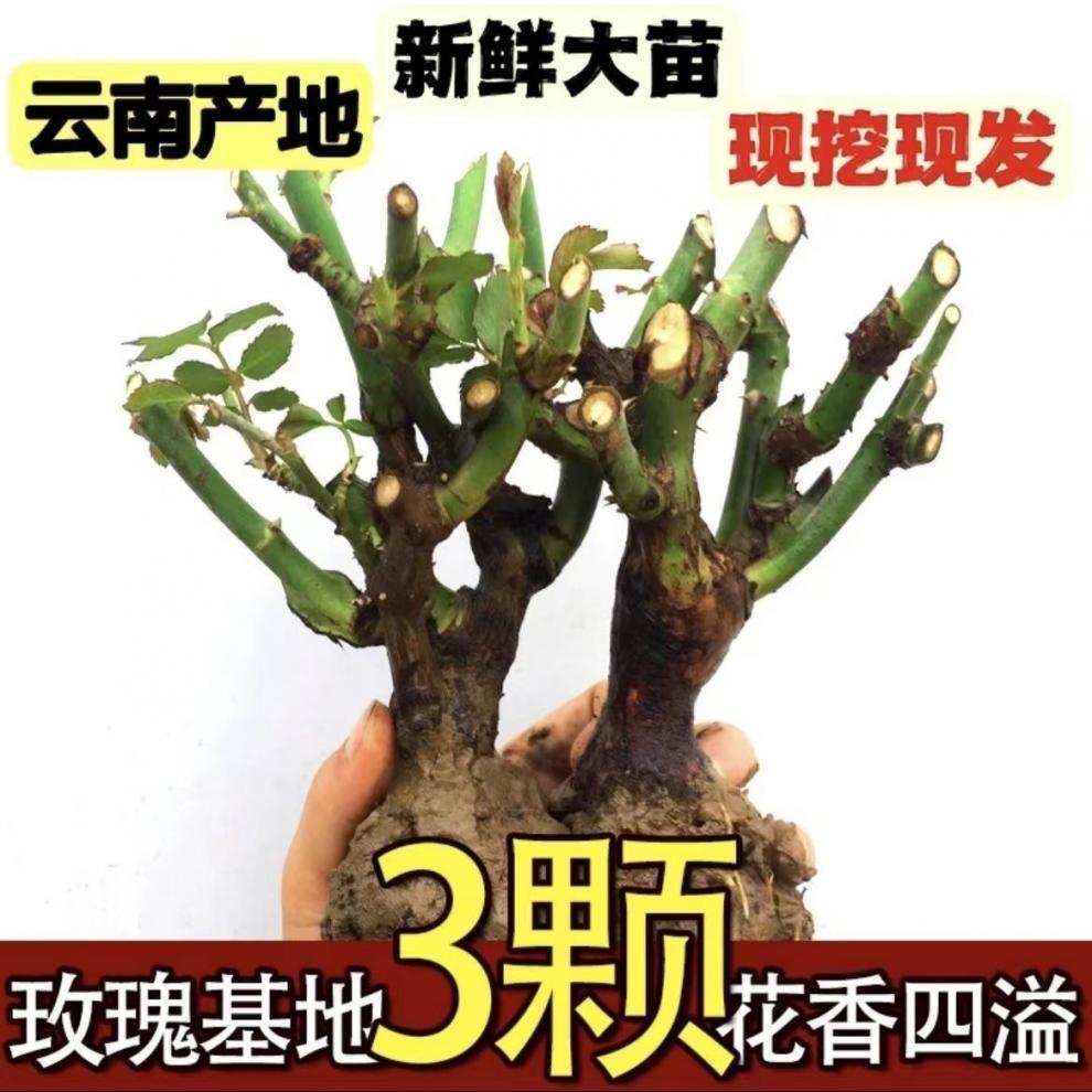 8077e21e-d4e8-4b89-92c7-4463a5fc3775.jpe