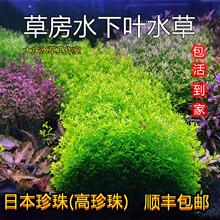 进口水草 进口水草品牌 图片 价格 进口水草批发 阿里巴巴