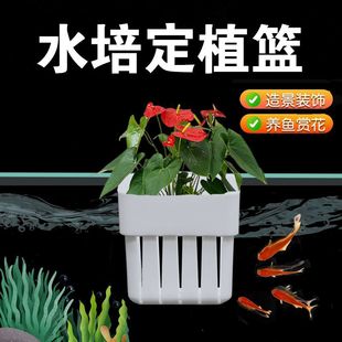 �G�}��ֲ��ˮ�ݱ�ˮ�ϲ�ˮ��ͦˮֲ���ʽ��ֲ�@�~���b�ȫ�W���l