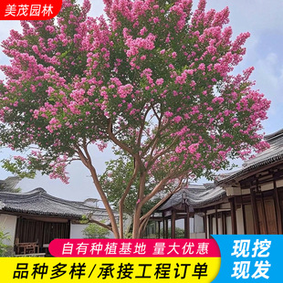 ������ޱ������ޱ���͘���ͥԺ�������͘侰�^�G����ޱ����