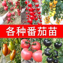 �߲˷N���̨�ļ�ͥԺ�۹����ԷN���������}Ů�������t�����ȫ