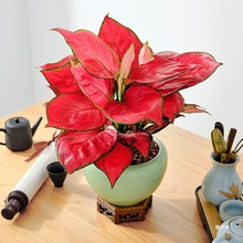 吉利红如意皇后竹芋盆栽室内耐荫四季好养绿植桌面万年青水赛时味