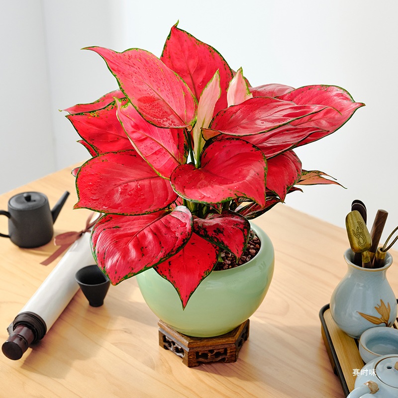 吉利红如意皇后竹芋盆栽室内耐荫四季好养绿植桌面万年青水赛时味