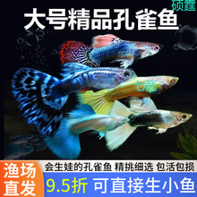 孔雀鱼热带纯种观赏鱼小型淡水冷水好养耐活精品胎生凤尾小鱼