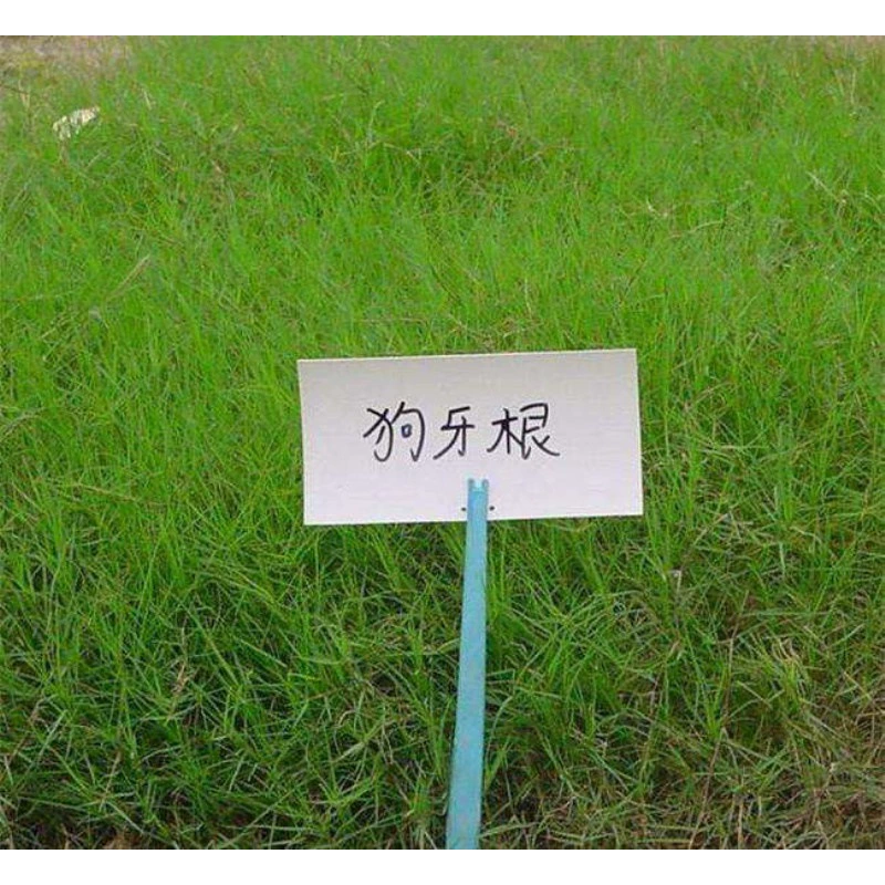 Семена бермудагруса, семена багрута, жаропрочные семена, защита склонов, семена фиксации почвы, засухоустойчивость, допуск вытаптывания