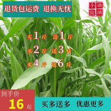 �M�ڸߵ��ݷN�Ӹ߮a���ݷN��ιţ���i�~�����ļ��s���ߵ����ݷN��