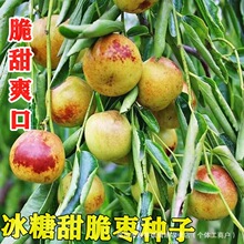 特大冰糖脆枣种子冰糖甜枣种子盆栽地栽均可阳台小院种植脆甜果大