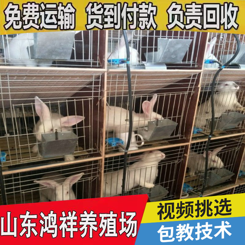 conew_6d961430370d46ab947d00e4