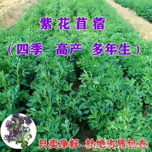 ϻޣݷNļιi~ѷNֲݷNʳø߮a