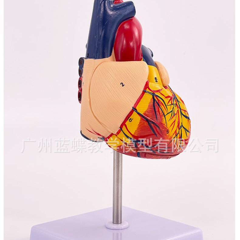 1:1��������ģ�� B���ʳ��� ѭ��ϵͳ���ڿ�������ʽ�ѧģ��ҽѧ