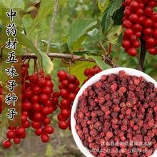 ζӷN²ľN÷ɽζNɢb