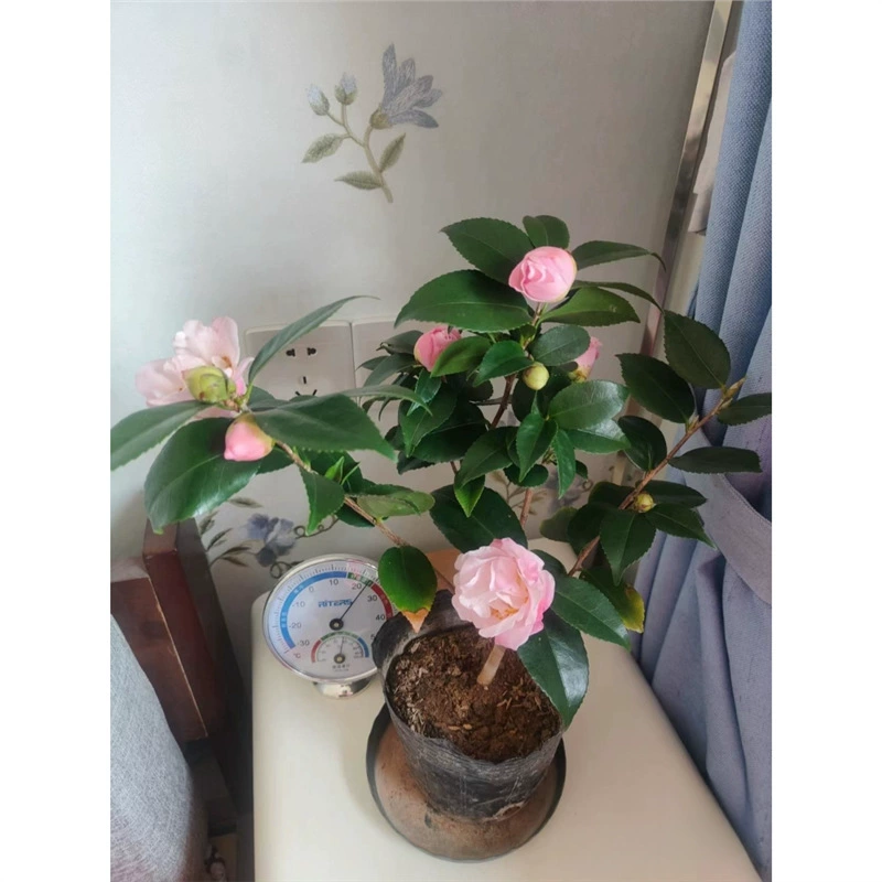 Камелия в горшках Сянфэй