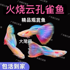 花盆容器;猫猫食具;鱼缸