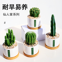 仙人掌盆栽仙人球植物多肉花卉綠植辦公室電腦桌植物耐旱耐養綠植