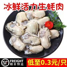 乳山生蚝批发新鲜肉现剥鲜活海蛎子肉水产去壳特大冷冻牡蛎肉包邮