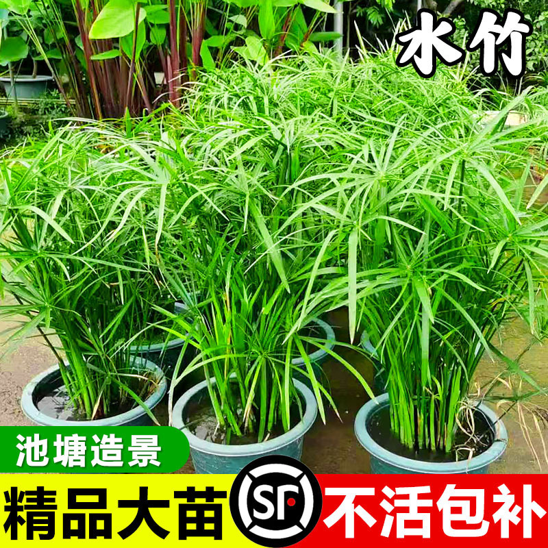 Water Bamboo with Roots, Windmill Grass, Hydroponic Plants, Potted Fish Ponds, Fish Tanks, Turtle Tanks, Green Plants, Water Quality Purification Water Plants