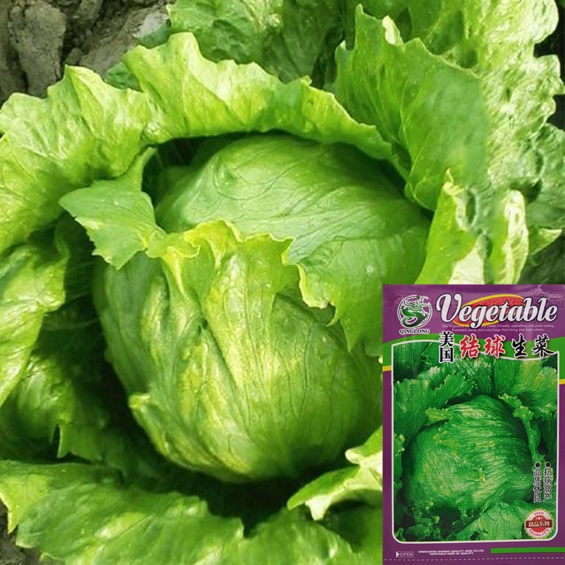 结球生菜种子球生菜种籽包心阳台盆栽球种蔬菜菜籽孑籽种种植高产