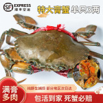 缅甸螃蟹2.5两-3两鲜活孟加拉膏蟹 螃蟹包活野生批发缅甸膏蟹肉蟹