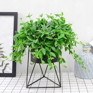 Jade Diamond Chlorophytum Indoor Flower Potted Chlorophytum Potted Flowers Evergreen All Seasons Easy Living Hanging Basket