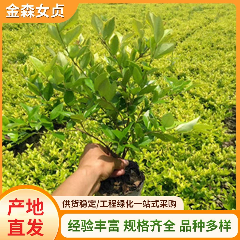 Женское растение «Золотая корона», светолюбивое зеленое растение, «Золотая корона» в любое время года, полная корона, комнатное и уличное растение в горшках, сорт, очищающий воздух, разнообразные сорта.