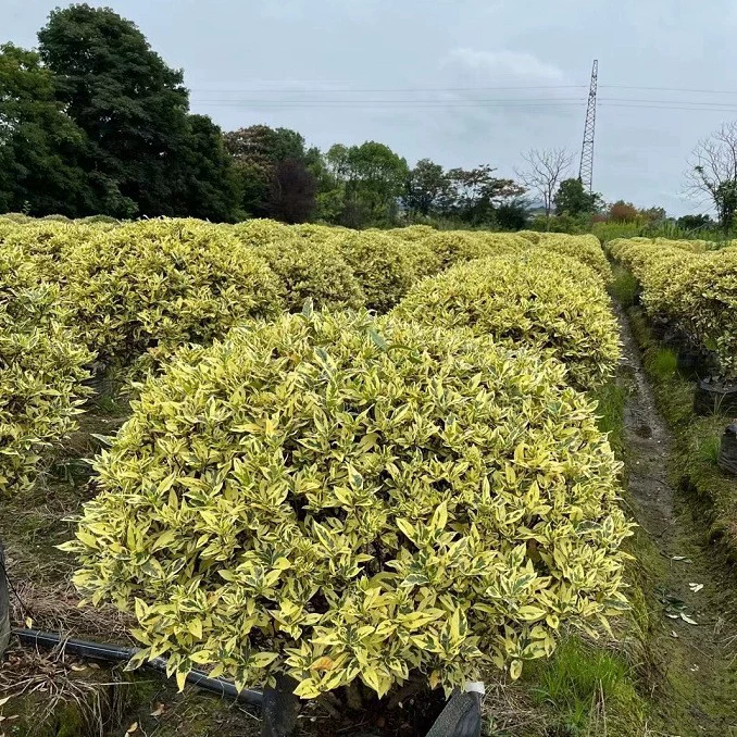 Оптовая продажа больших количеств разноцветных шаров гардении P60-250CM с высококачественными корневыми системами для ландшафтного дизайна.