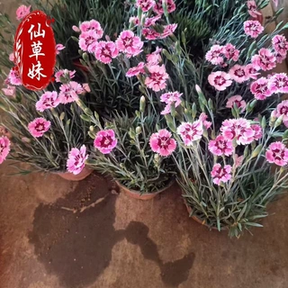 欧石竹花苗 欧石竹营养钵园林花海绿化工程石竹苗 小杯彩虹石竹