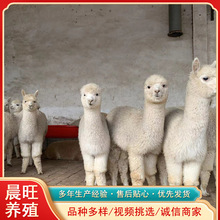 观赏羊驼厂家哪里有卖大眼精品投食互动羊驼可以骑乘骆驼价格