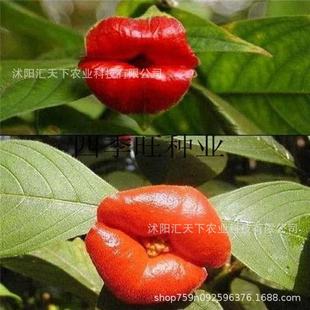 �촽���N��ֲ�������ļ������҃��̨�M�����u�ڷN�Ӿջ��N��