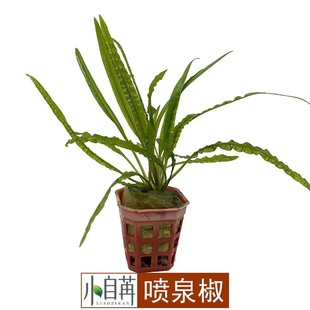 ̩����Ȫ����ˮ�ݻ��w���l�~���쾰��ˮ���b�ˮ�����^�p��Ժ��B