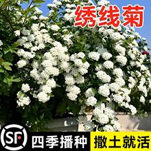 �����շN�������~�����ջ��у��|��ľ�N������÷���^�����ļ�ͥԺ