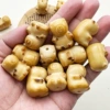 Ivory Fruit【Roasted Capibara】single