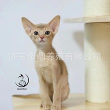 猫咪活体阿比西尼亚猫咪活体美短加白猫幼猫虎斑猫活体金吉拉猫咪