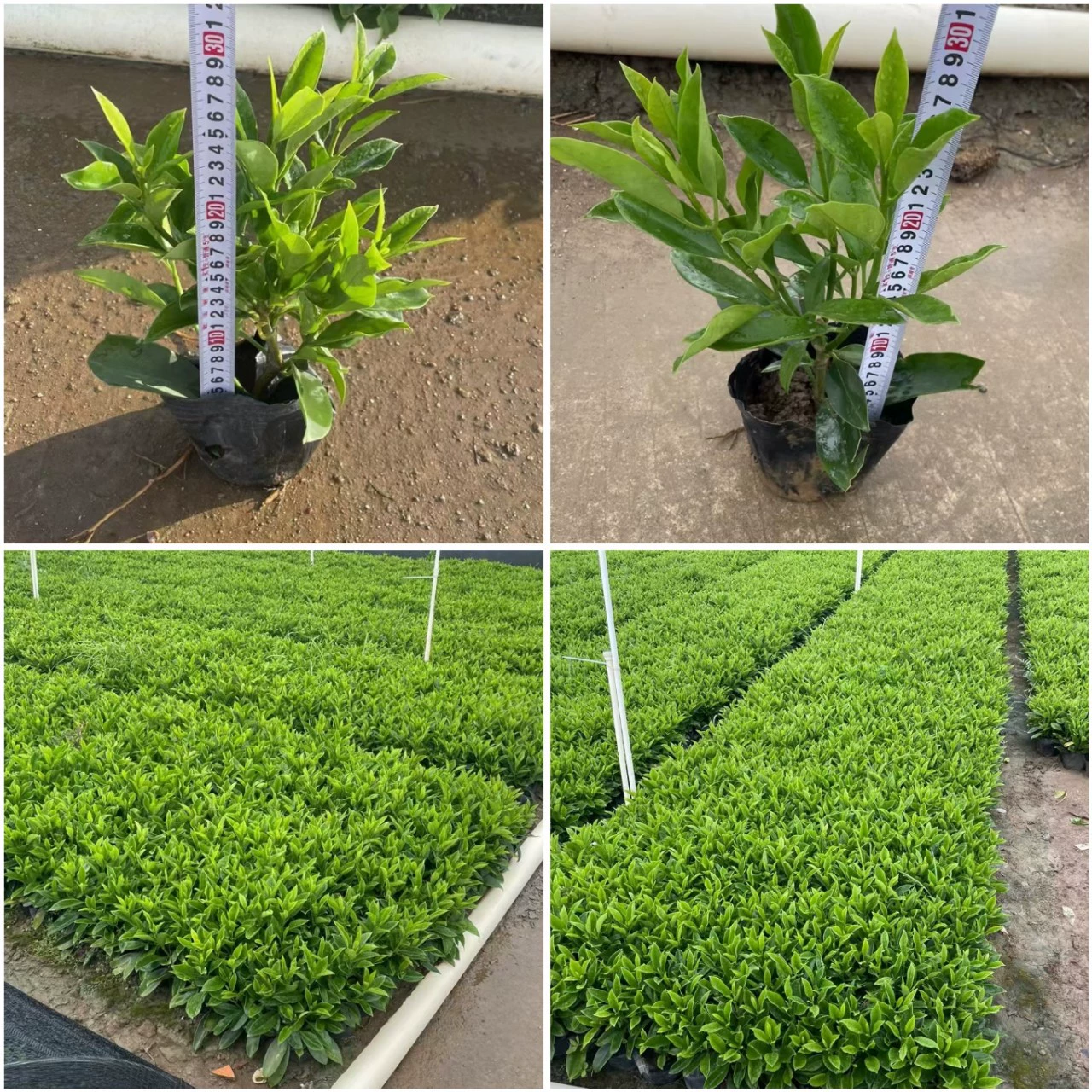 Африканский Жасмин саженец Горшок Офис Гостиная маленькие зеленые растения цветы вечнозеленый Жасмин