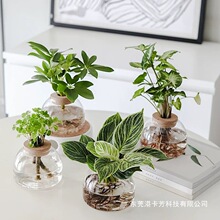 水培创意植物室内懒人植物桌面春羽小铁树办公室小盆栽好养客厅花