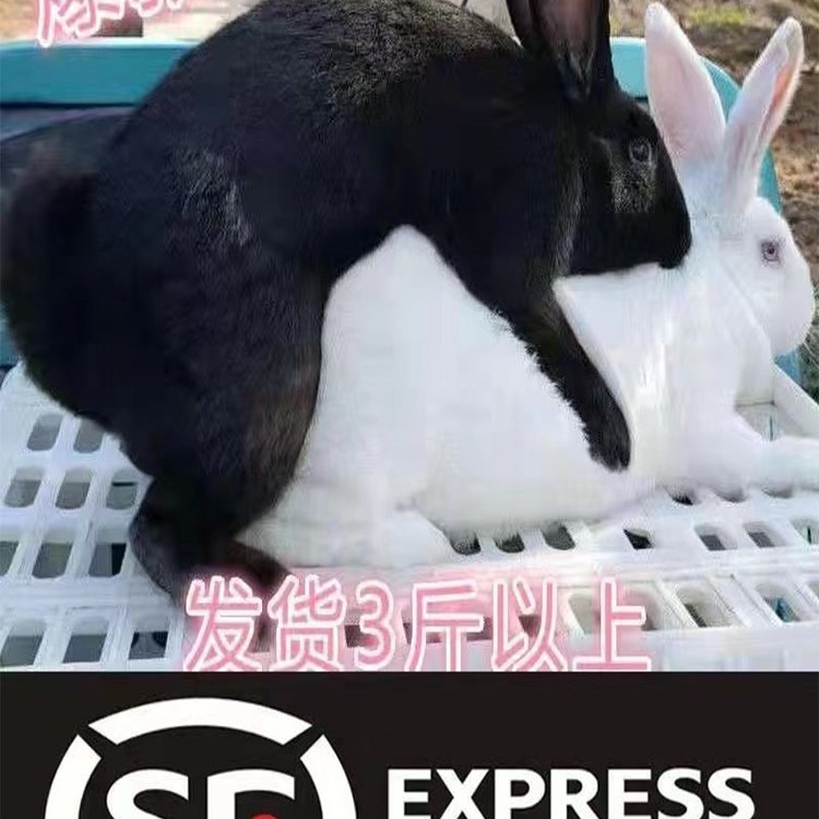 成年大兔子活物家养肉兔纯种兔非公母一对新西兰兔比利时兔可食用