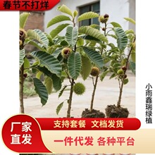 ��t�۰�����޽Ӱ������箔��Y���������Ե����ͺ���Ʒ�N����