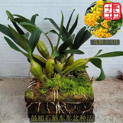 .Drumstick Dendrobium Dendrobium Fry Deliver goods Dendrobium Potted plant flowers and plants Green plant orchid